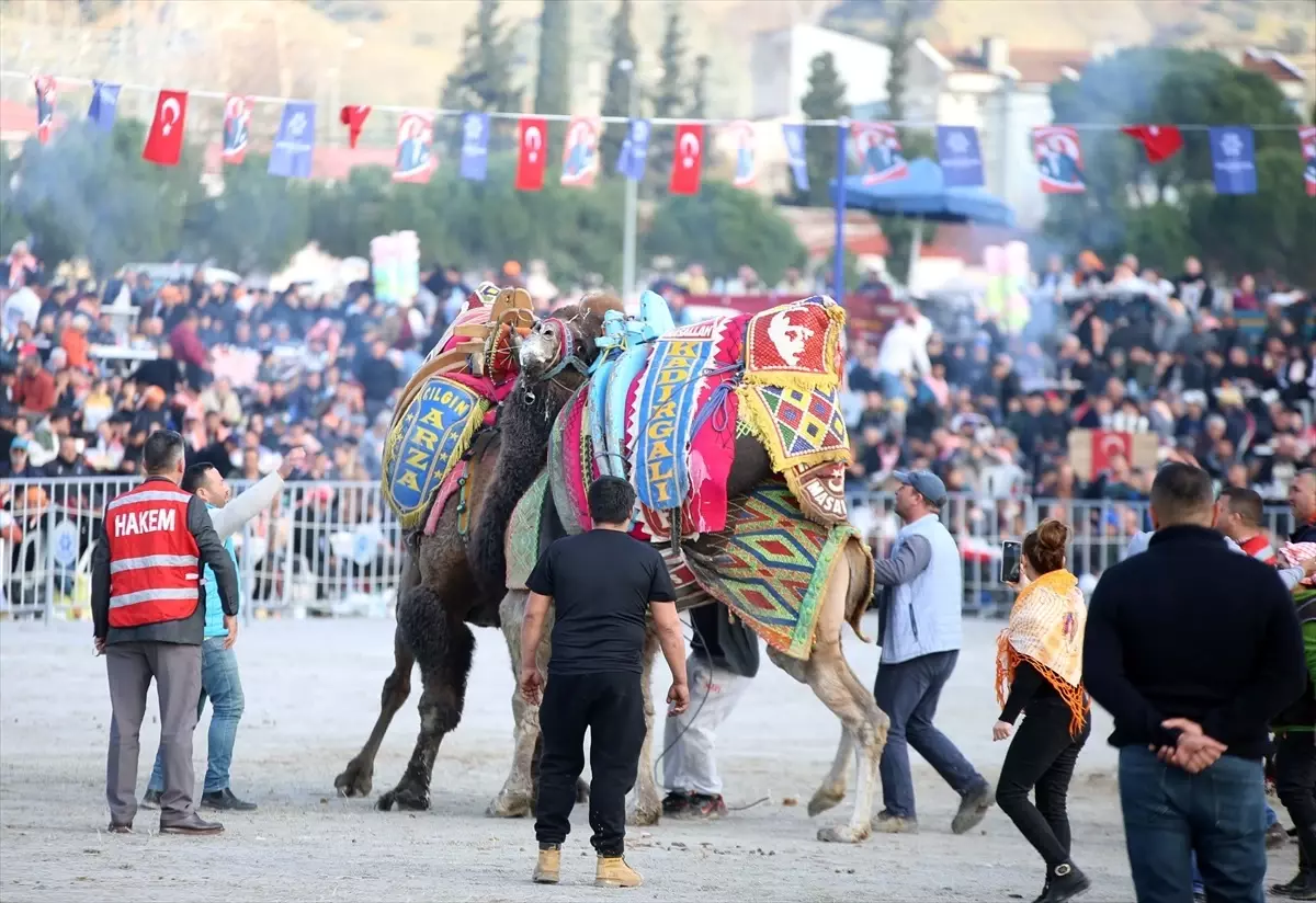 Aydın'da Deve Güreşi Festivali Coşkuyla Gerçekleşti